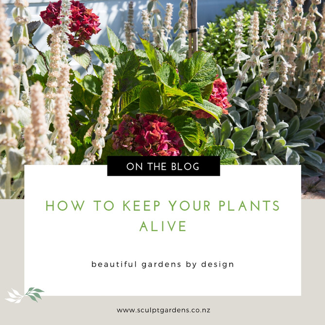 How To Keep Your Plants Alive!