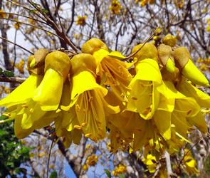 kowhai