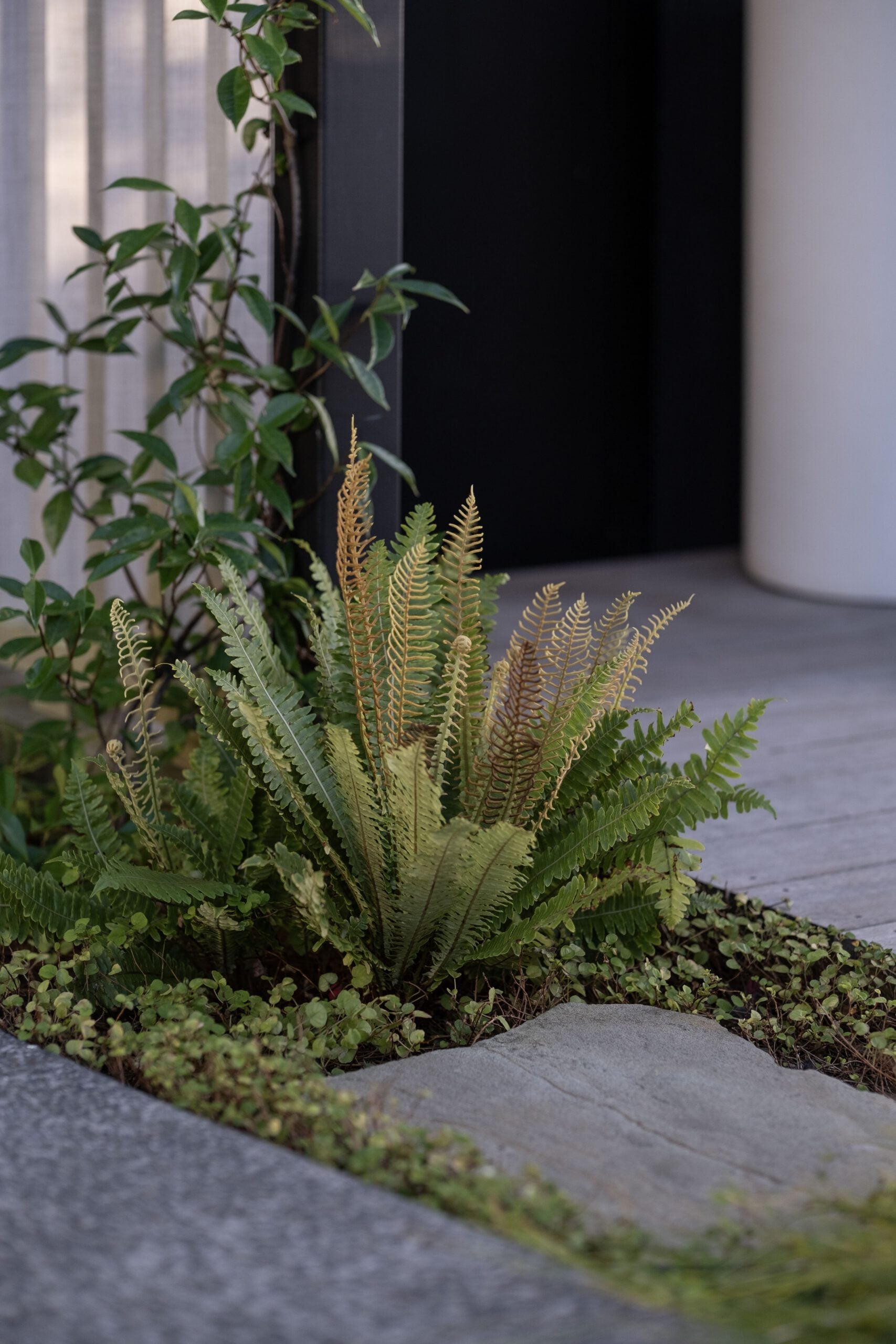 Flowering Perennial Garden | Takapuna