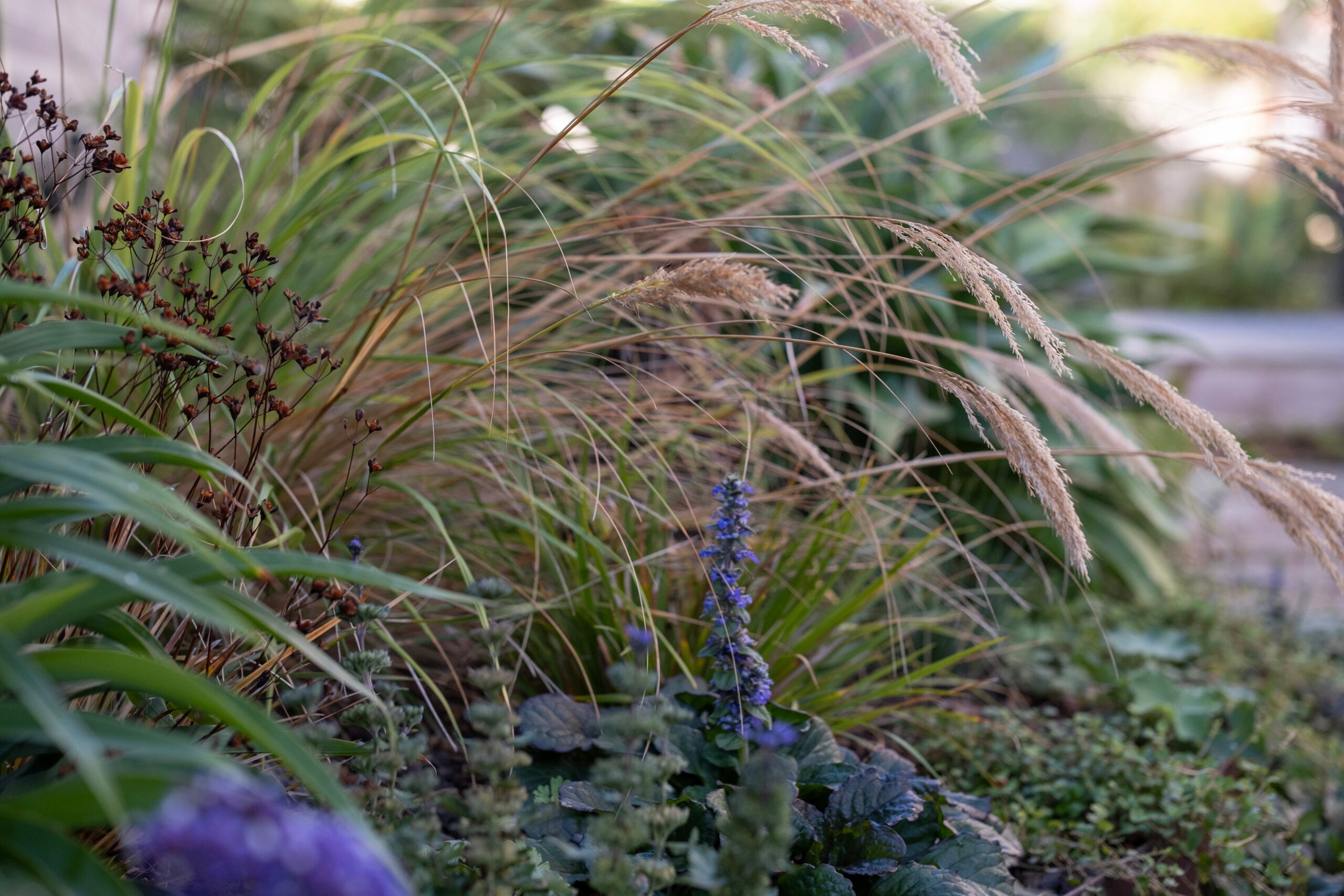 Flowering Perennial Garden | Takapuna
