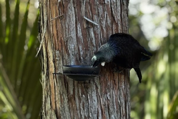 Bird-friendly trees