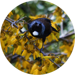 Bird-friendly trees