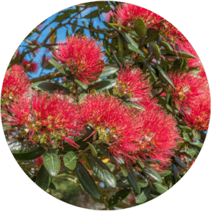 Bird-friendly trees