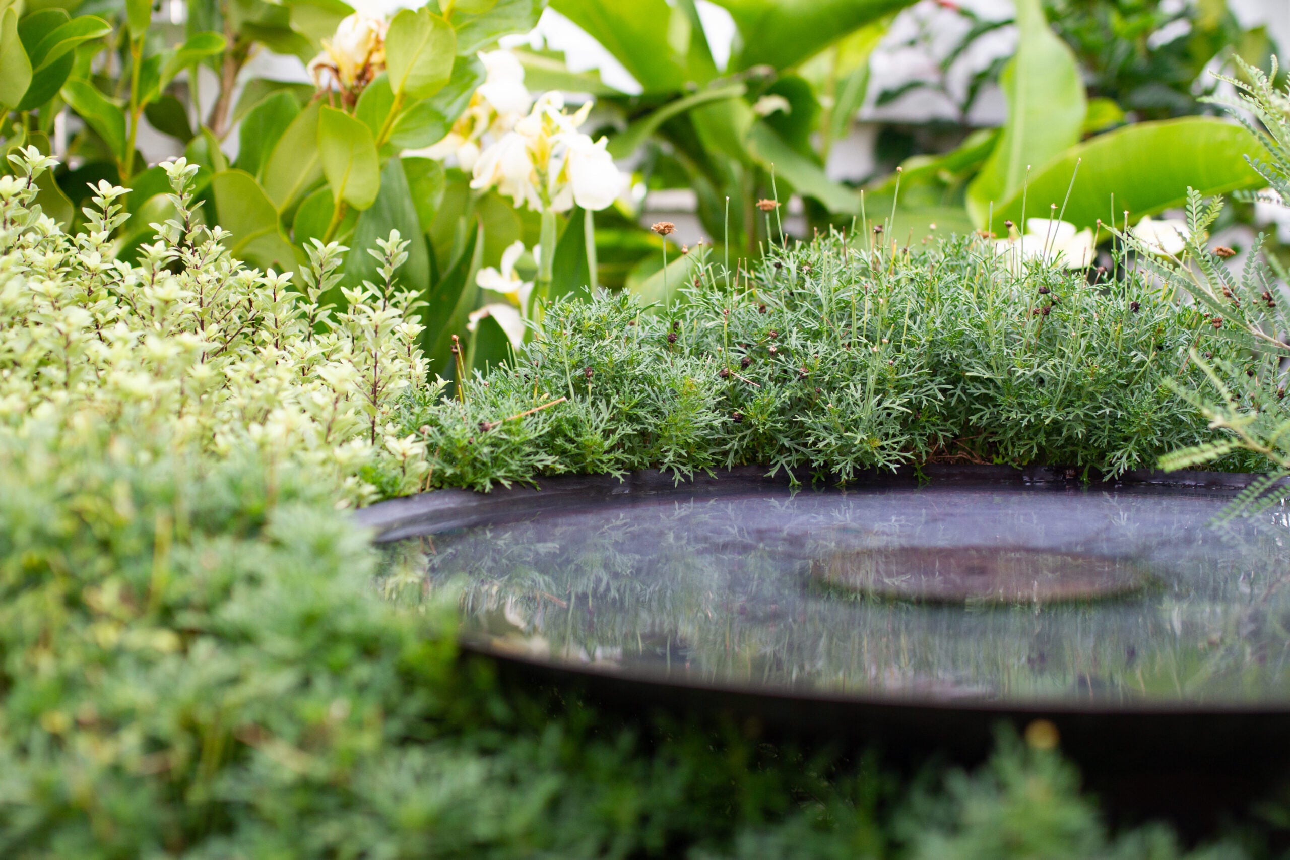 Bee & Bird Attracting Garden | Hauraki