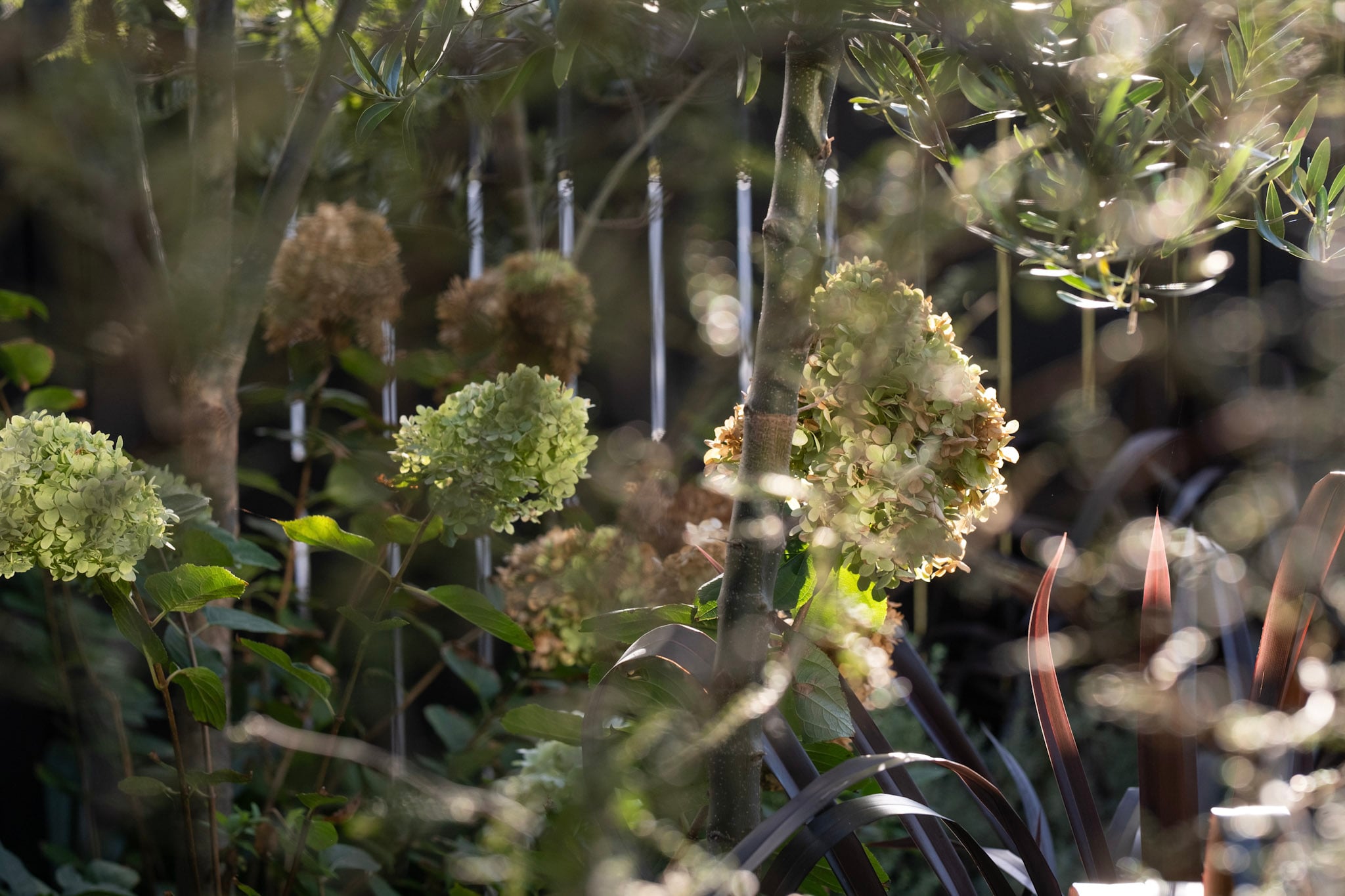 Flowering Perennial Garden | Takapuna