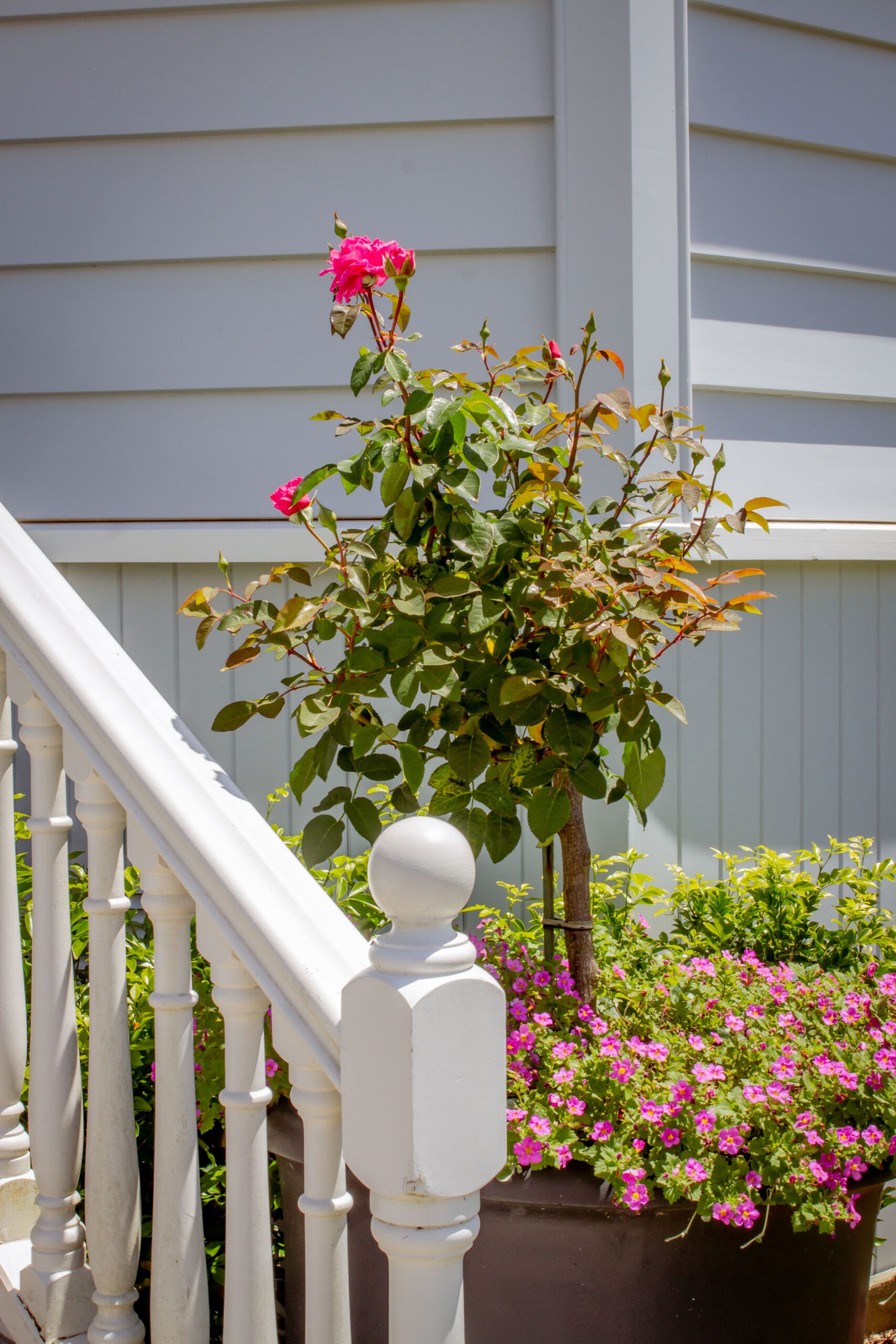 Pink Floral Garden | Stanley Bay